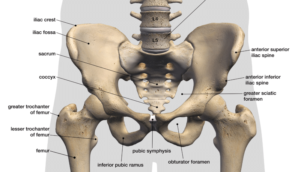 Diagram of hips to show Why Is My Hip Flexor So Tight?